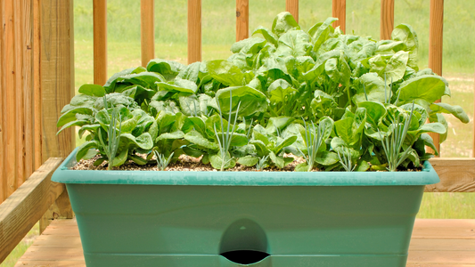 Spinach grown in a container