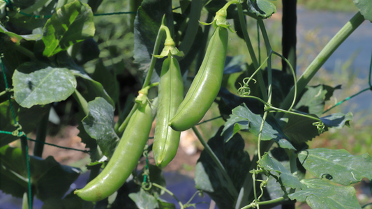 More Veggies, More Fun: Snap Peas, Garlic, and Herbs for Your September Container Garden